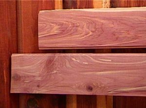 Comparing Cedar: Western Red Cedar vs Eastern Red Cedar